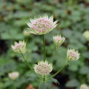 Astrantia 'Buckland' ---